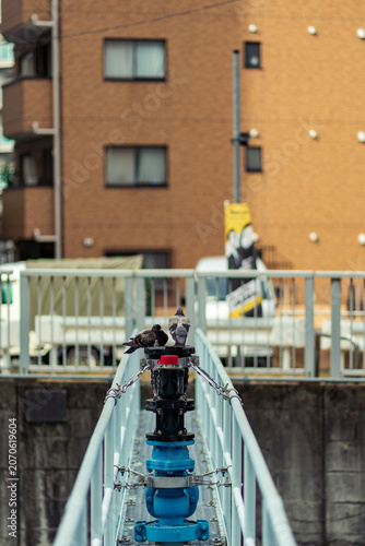 道端の鳩