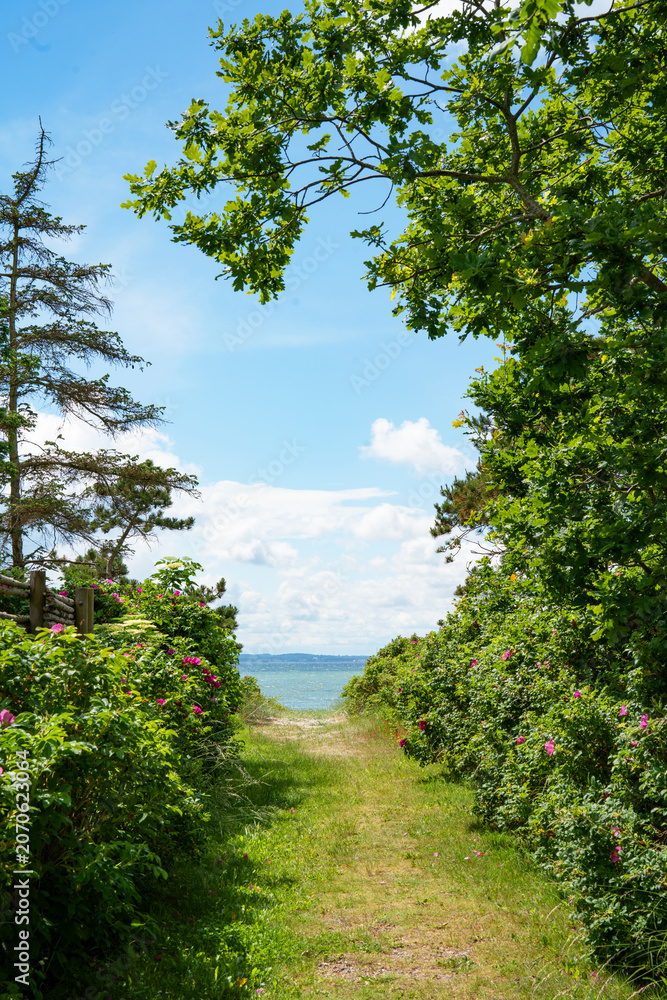 Fototapeta premium Natural dune path with wild roses on the east coast of Denmark. Vertical background for travel and tourism.
