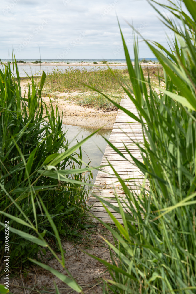 Fototapeta premium Wooden footbridge with dune grass on the east coast of denmark. Vertical background for travel and tourism.