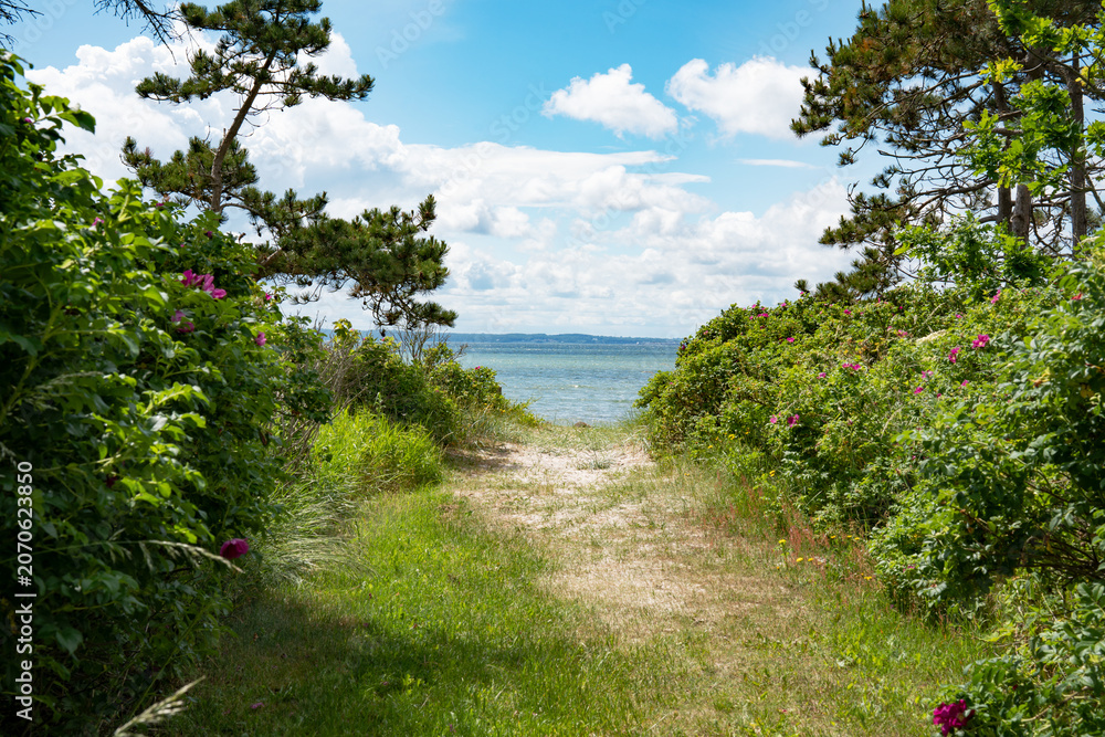 Fototapeta premium Natural dune path with wild roses on the east coast of Denmark. Background for travel and tourism.