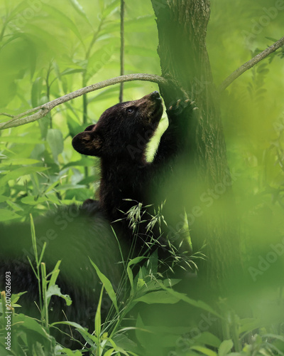Darling Black Bear Cub Climbing a Tree Claws in bark
