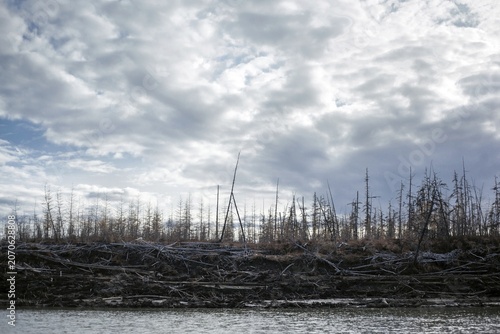 Duwanni Jar, bank of the Kolyma, the bank breaks off due to thawing permafrost, trees sink, drunken trees, Yakutia, Russia