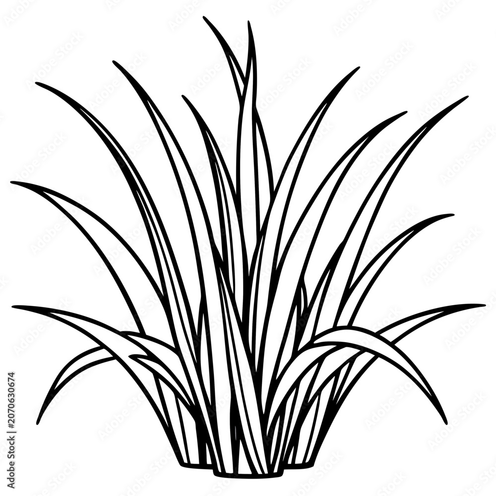 Obraz premium Zoysia Grass line art vector