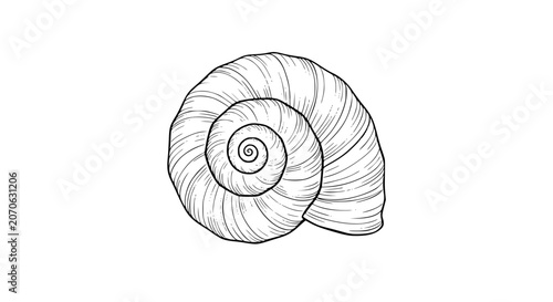 Fotografie seashell illustration, spiral shell, conch shell, nautical shell, black and whit