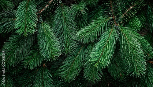 Dense Evergreen Branches Of Green Spruce Tree Close Up Background Texture For Winter Nature Holiday Season And Forest Atmosphere Greenery Wallpaper With Lush Pine Needles And Foliage