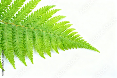 Green fern leaf on white background