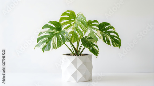 Variegated Monstera Deliciosa plant in geometric pot isolated on white background.