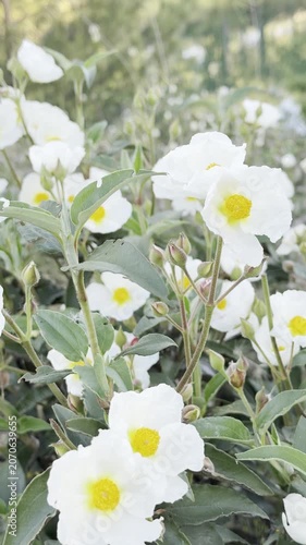 The Resilient Cistus: White Mountain Blossom Regenerating After Forest Fires