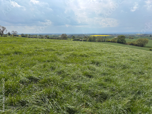 Grass meadow in early May, North Yorkshire, England, United Kingdom