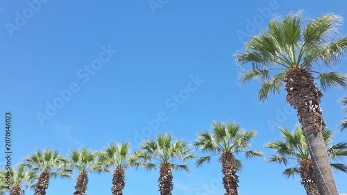Palm trees standing tall against a clear, vibrant blue sky on a sunny tropical day