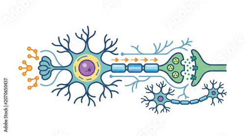 Photos Neuron cell body axon and dendrites illustration.