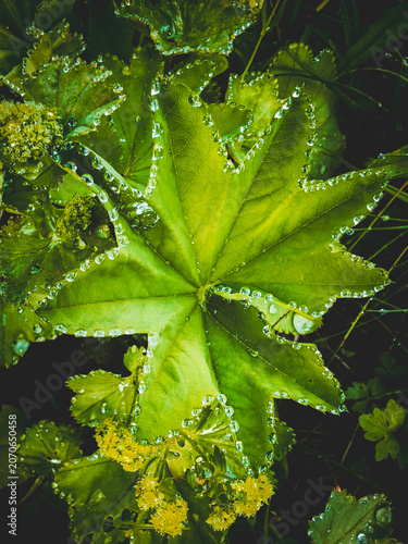 morning dewdrops on a leaves at a summer day