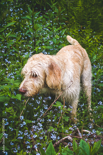walking with the puppy, a pudelpointer with light coat, a hunting dog, in a green mountain forest at a summer day