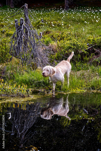 with the puppy, a pudelpointer with light coat, a hunting dog, at a pond in the mountain forest and a high moorland, at a summer day