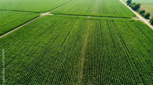 Aerial view of lush green agricultural corn fields in summer sunlight.