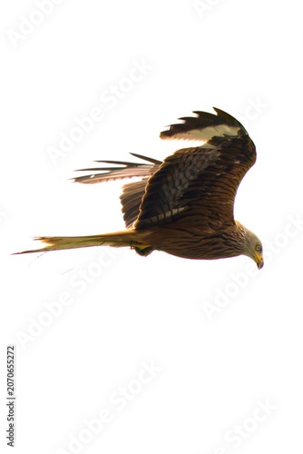 a flying red kite,milvus milvus, on the sky at a summer day