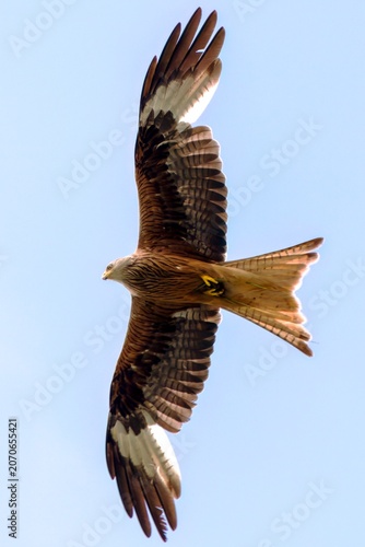 a flying red kite,milvus milvus, on the sky at a summer day