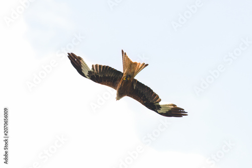 a flying red kite,milvus milvus, on the sky at a summer day