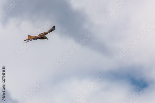 a flying red kite,milvus milvus, on the sky at a summer day