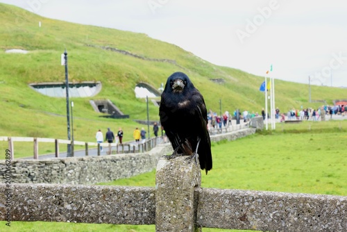 Foto rook on the fence