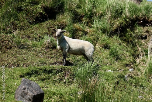 an irish sheep