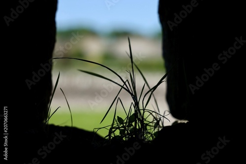 silhouette of grass between stone