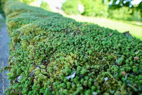 green blanket