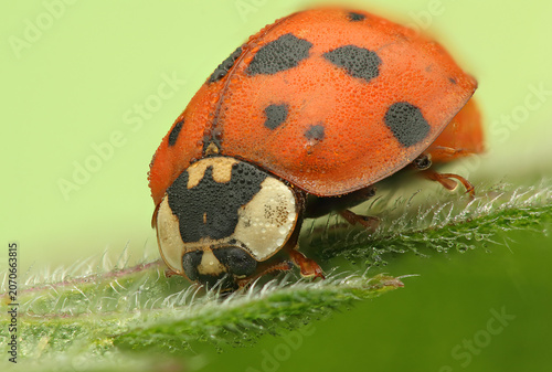 ladybug insect on a stick