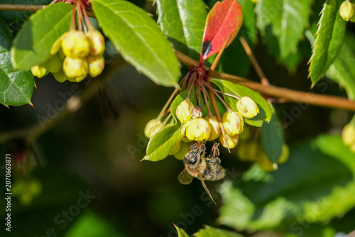 Seidenbiene an einer gelben Blüte zur Bestäubung