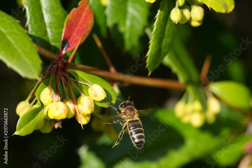 Seidenbiene an einer gelben Blüte zur Bestäubung