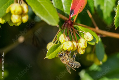 Seidenbiene an einer gelben Blüte zur Bestäubung
