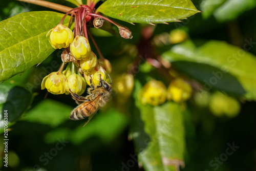 Seidenbiene an einer gelben Blüte zur Bestäubung