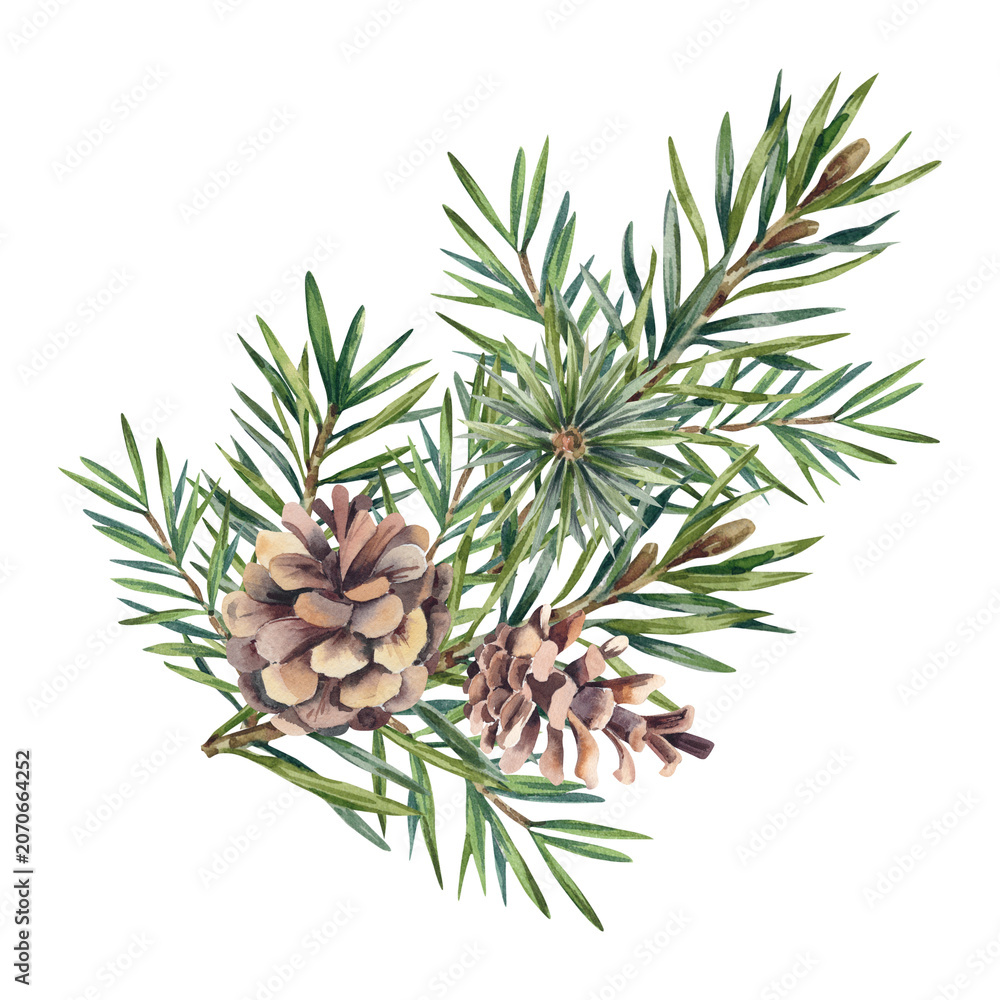 Fototapeta premium Spruce branch, isolated watercolor illustration. A Christmas tree in a green coniferous forest. Pine branches and greenery are hand-painted. Fir branch. Decorative design for the new year 2027