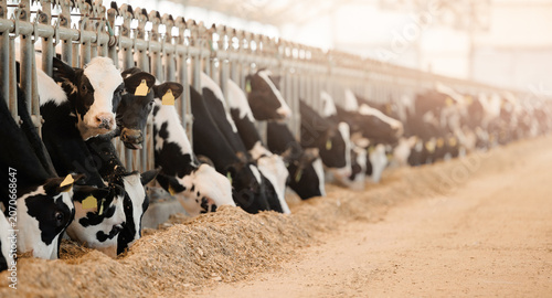 Schilderij op canvas Cows feeding in spacious dairy farm barn with hay and sunlight