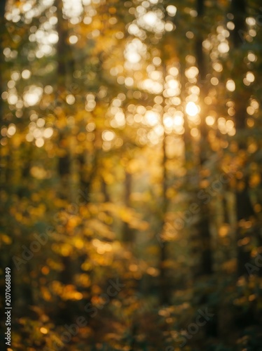 autumn forest background