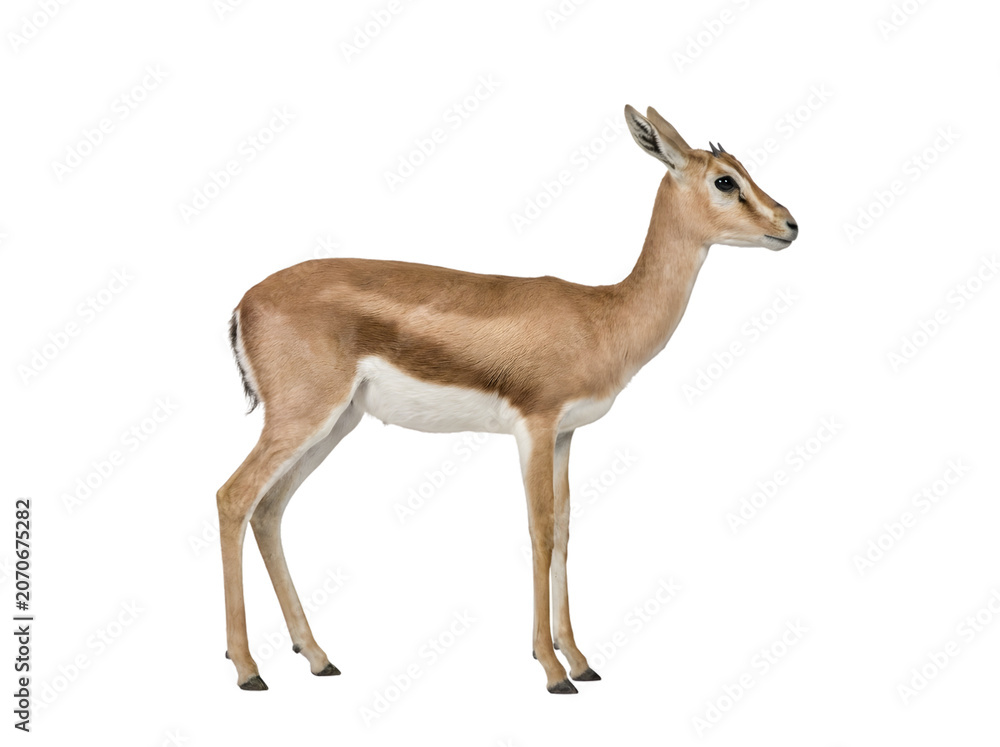 Fototapeta premium A side view of a springbok standing isolated on transparent background