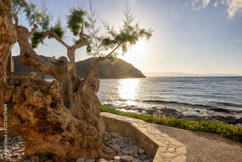 Very old gnarled tamarisk tree shot in later afternoon with low standing sun on the island of crete, greece