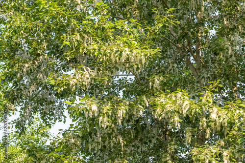 Green poplar foliage with light seed pods with down as background or wallpaper