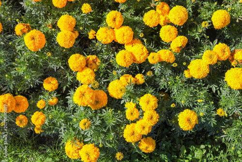 Bright yellow marigold flowers blooming in a lush garden setting