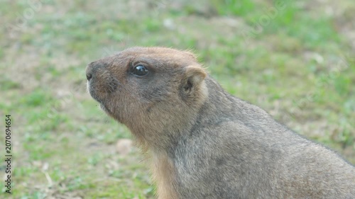 Macro portrait of a steppe bobak marmot in profile against green grass. Fluffy rodent froze and looks carefully ahead in a zoo enclosure