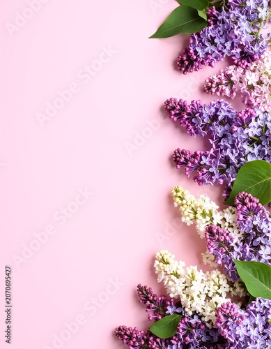 lila flowers on pink background
