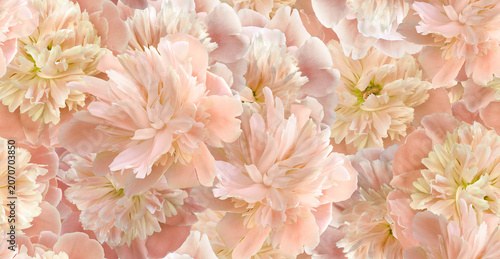Seamless floral  background. Flowers peonies and petals peonies. Greeting card.