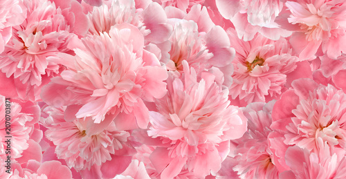 Seamless floral  background. Flowers peonies and petals peonies. Greeting card.