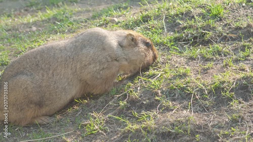Steppe bobak marmot diligently digging the ground with its paws on a green slope. Fluffy rodent foraging and building a burrow on a sunny day