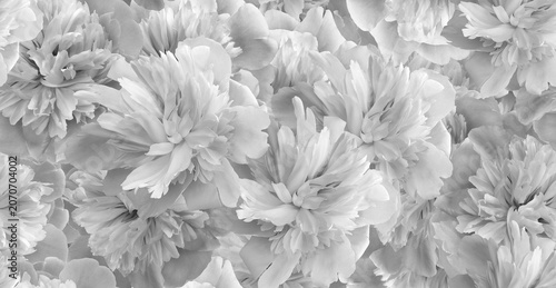 Seamless floral  background. Flowers peonies and petals peonies. Greeting card.