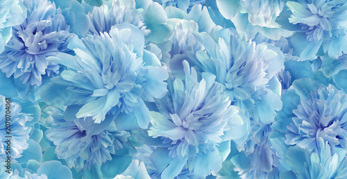 Seamless floral  background. Flowers peonies and petals peonies. Greeting card.
