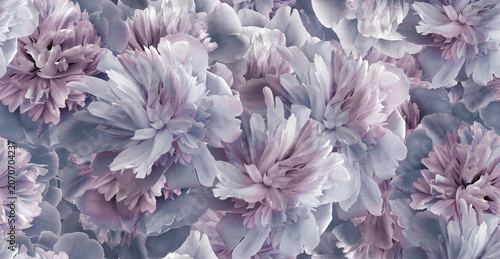 Seamless floral  background. Flowers peonies and petals peonies. Greeting card.