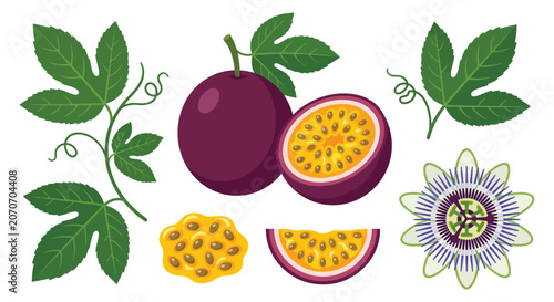 Canvastavla Passion Fruit Collection With Leaves And Flower Flat Vector Silhouette