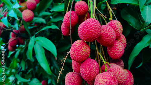 Lychee fruit fresh farms in green garden background