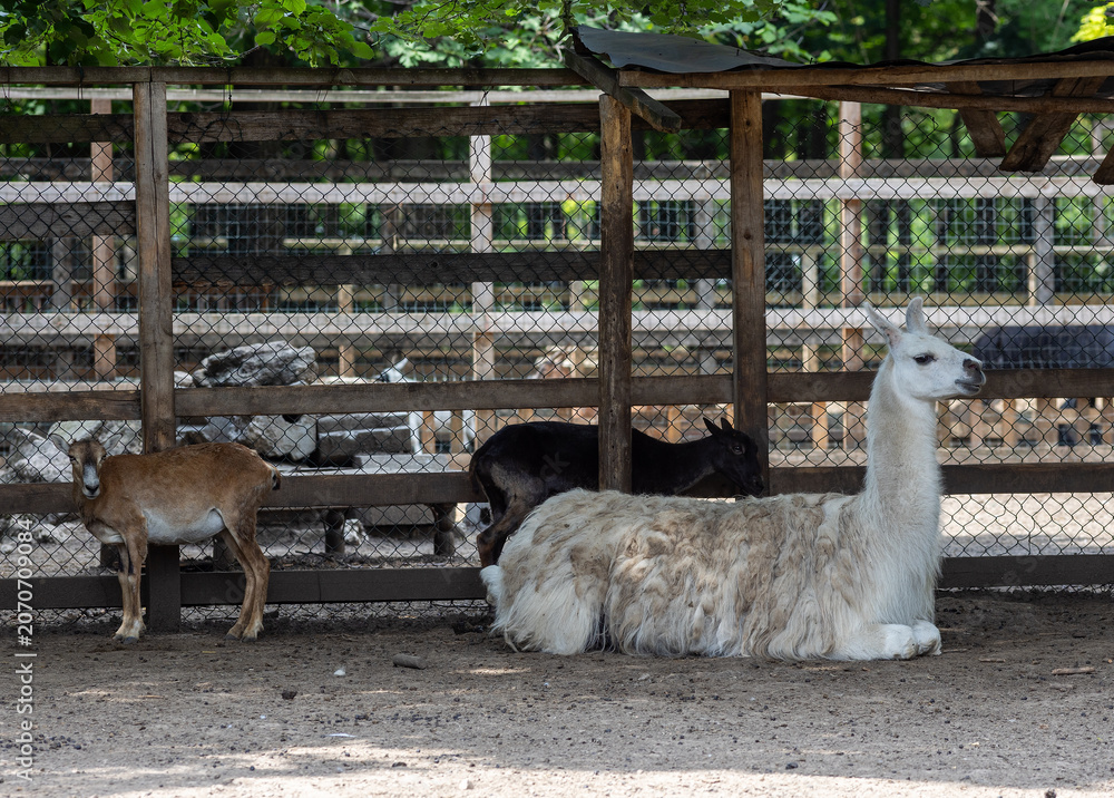 Fototapeta premium A llama (Lama glama) at the Dobrich Zoo in Bulgaria 